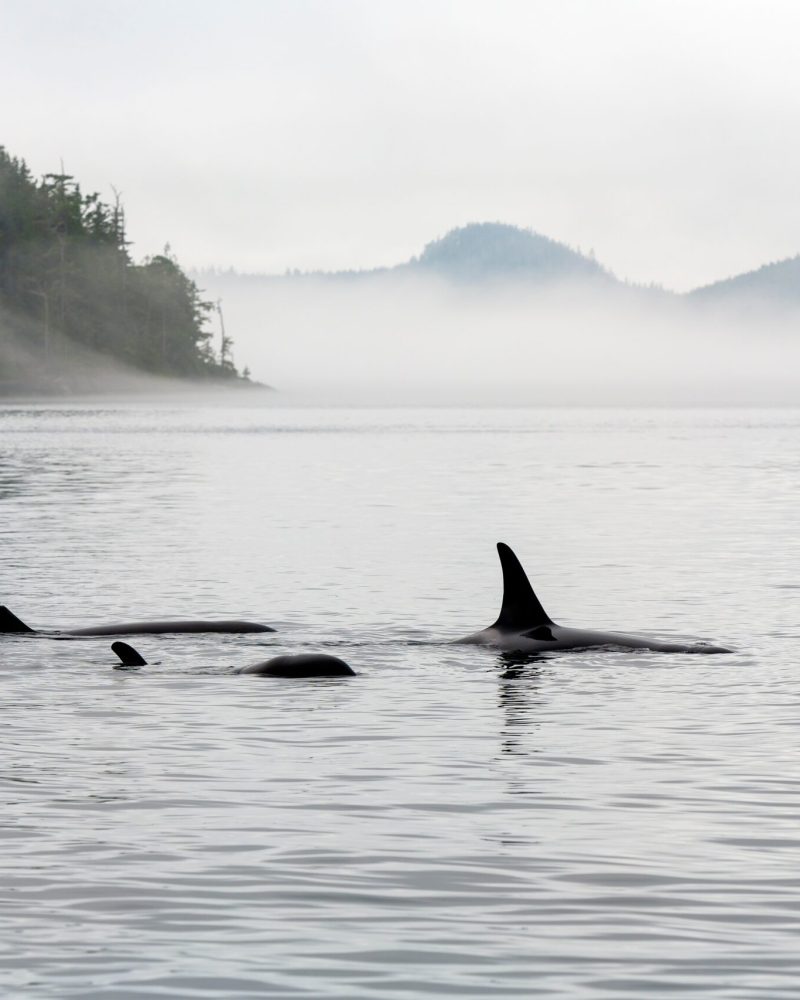Three,Orca,(orcinus,Orca),On,Whale,Watching,Tour,,Telegraph,Cove,